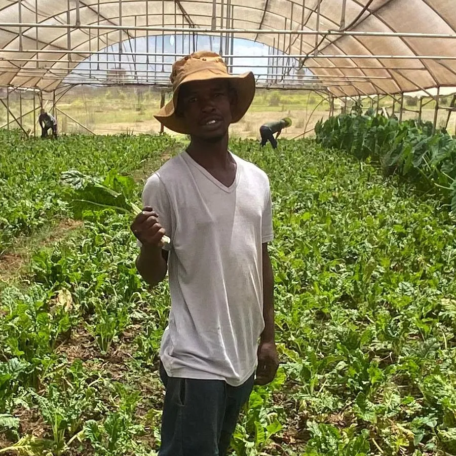 A young man in a sun hat holding a bunch of spinach in a greenhouse full of crops.