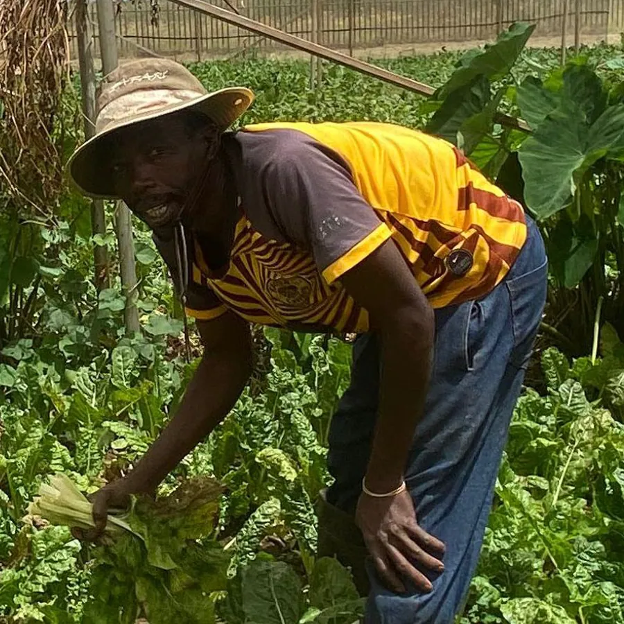 A man in a sun hat and yellow shirt bending to harvest leafy greens.