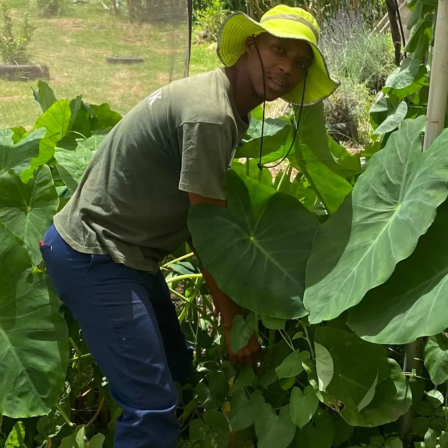 A man in a green shirt and sun hat working among tall taro leaves.