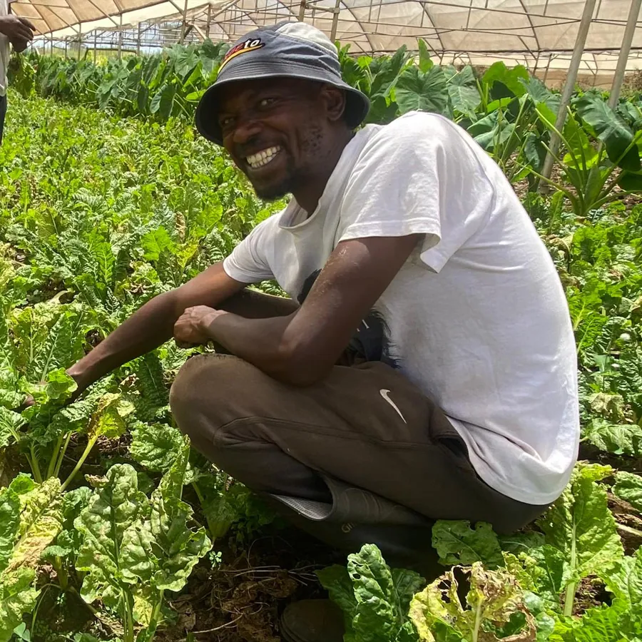 A smiling man in a white T-shirt crouching between rows of vegetables.